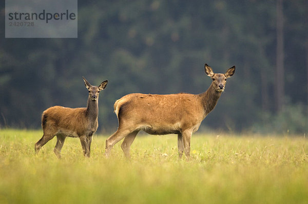 Reh und Hirschkalb (Cervus elaphus)