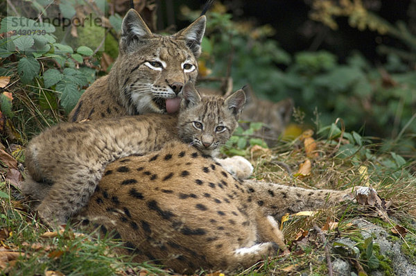 Weiblicher Luchs (Lynx canadensis) mit Jungtier