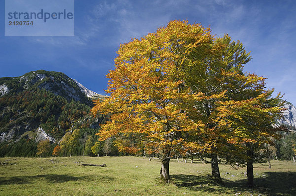 Austria  Ahornboden  Autumnal maple tree