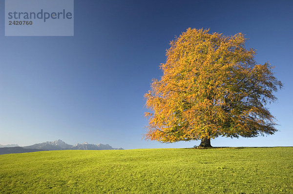 Germany  Bavaria  Single beech tree (Fagus sylvatica)