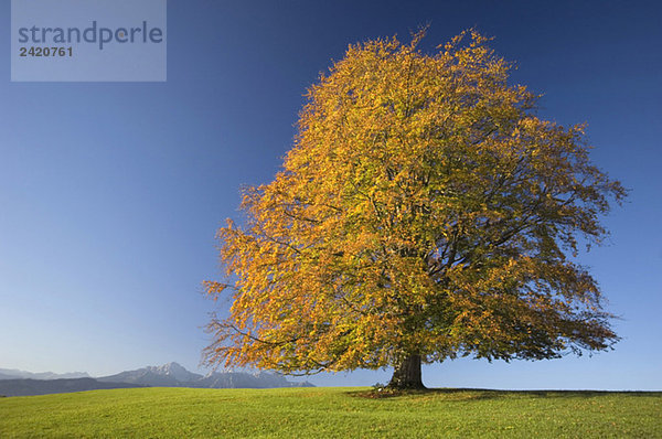 Germany  Bavaria  Single beech tree (Fagus sylvatica)