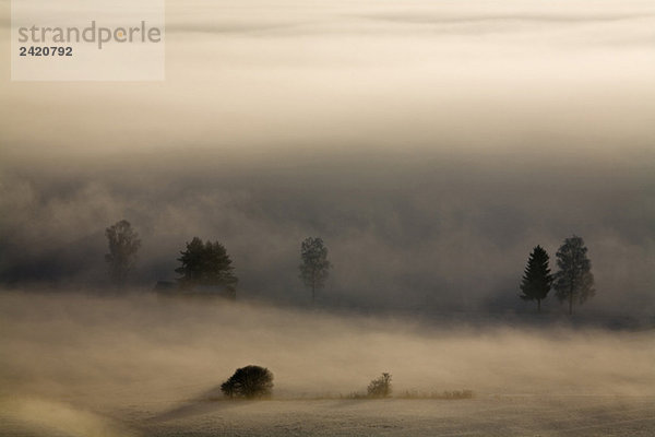 Germany  Bavaria  Murnau  Misty landscape