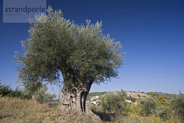 Italien  Toskana  Olivenbaum