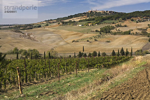 Italy  Tuscany  Vineyard near Pienza