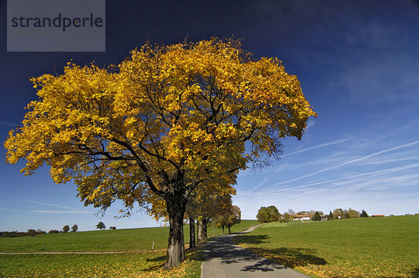 Deutschland  Bayern  Landstraße  Bäume mit Herbstfarben