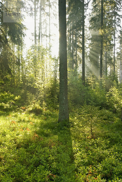 Germany  Black forest  Seebrugg  Sunbeams in forest