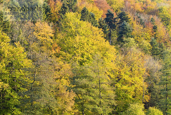 Deutschland Schwarzwald  Herbstfarben