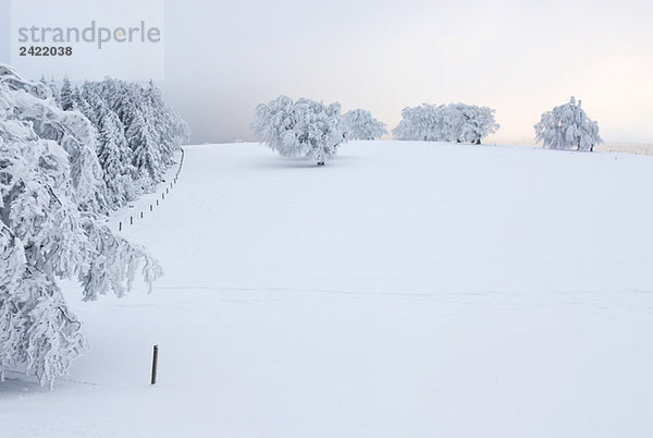 Germany  Black forest Schauinsland  Winter scenery