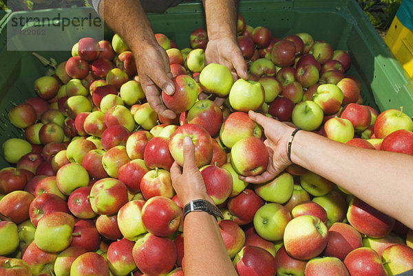Apfelernte  Sortierung  Nahaufnahme