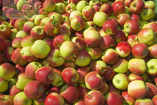 Apfelernte  Nahaufnahme