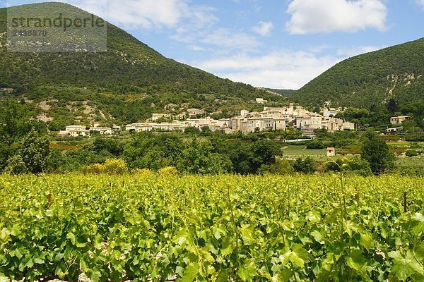 Grapevine wächst in Feld mit Dorf im Hintergrund  Venterol  Vaucluse  Provence-Alpes-Côte d ' Azur  Frankreich