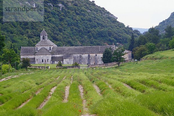 Lavender Field vor der Abtei  Senanque Abbey  Vaucluse  Provence-Alpes-Côte d ' Azur  Frankreich