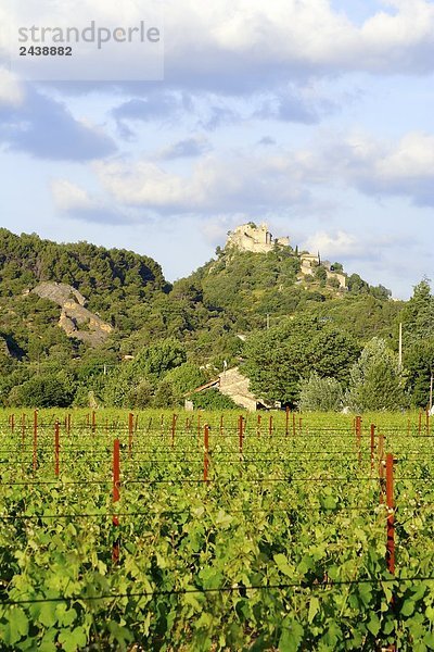 Grapevine wächst in Feld  Entrechaux  Vaucluse  Provence-Alpes-Côte d ' Azur  Frankreich