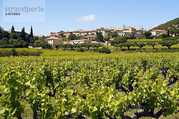 Grapevine wächst in Feld mit Dorf im Hintergrund  Rousset-Les-Vignes  Vaucluse  Provence-Alpes-Côte d ' Azur  Frankreich