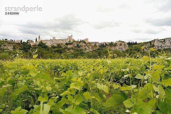 Grapevine wächst in Feld mit Burg im Hintergrund  Aigueze  Ardèche  Rhône-Alpes  Frankreich