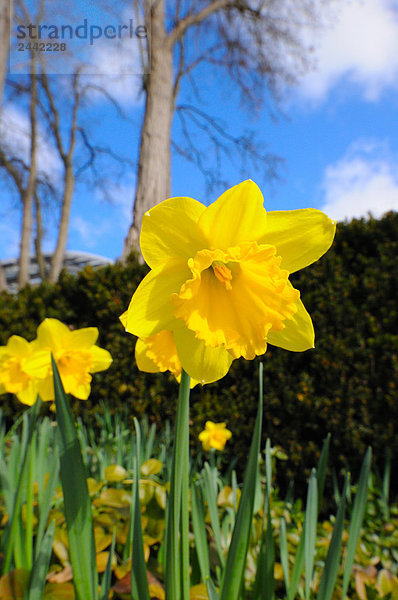 Nahaufnahme Narzissen Blume blüht im Feld