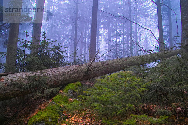 Umgefallene Baum im Wald