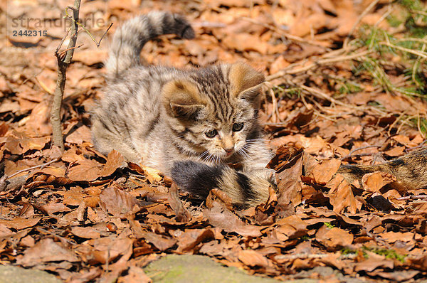 Nahaufnahme des jungen Wildkatze (Felis Silvestris) walking im Wald