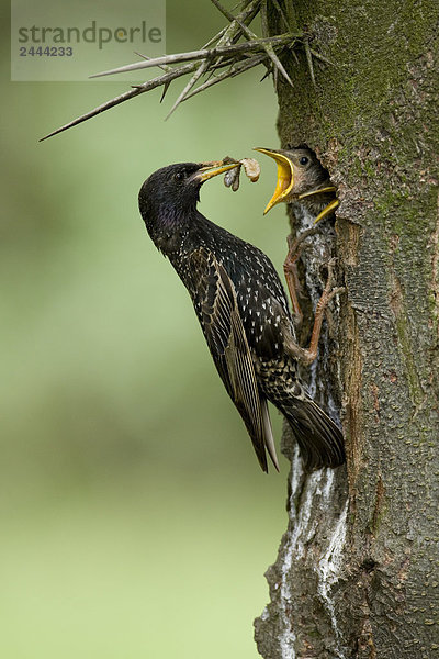Nahaufnahme der Europäischen Starling (Sturnus Vulgaris) Fütterung ihrer kleinen Baum Loch