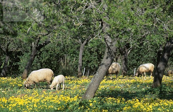 Schaf- und Lamm Beweidung in Feld  Mallorca  Balearen  Spanien