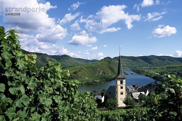 Weinberg mit River im Hintergrund  Mosel River  Rheinland-Pfalz  Deutschland