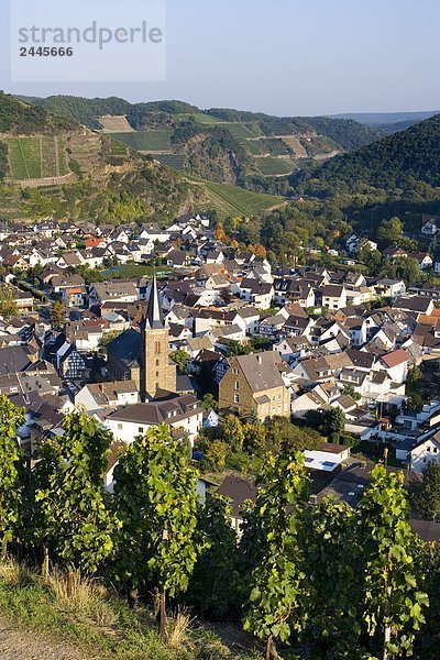 Weinberg mit Häusern im Hintergrund  Dernau  Ahrweiler  Eifel  Rheinland-Pfalz  Deutschland