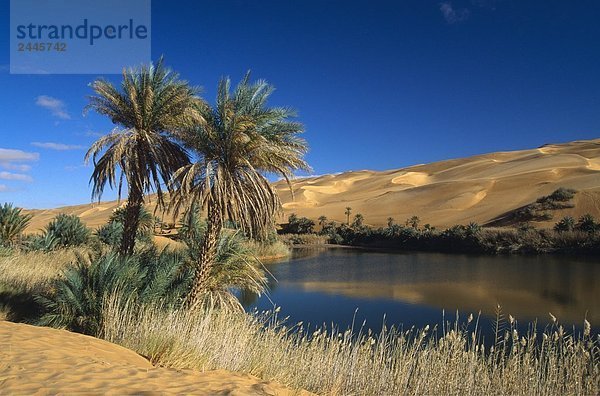 Palmen am Seeufer in der Wüste  Um el Ma See  Oasis  Sahara-Wüste  Libyen