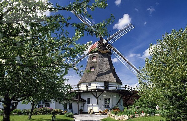 Bäume vor traditionellen Windmühle  Grodersby  Kreis Schleswig-Flensburg  Schleswig-Holstein  Deutschland