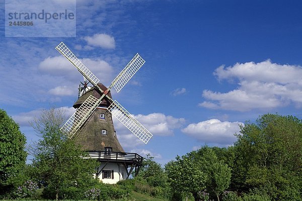 Traditionelle Windmühle umgeben von Bäumen  Pommerby  Angeln  Schleswig-Holstein  Deutschland