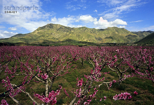 Italien  Sizilien  Alcantara-Tal. Pfirsich Bäume in Blüte