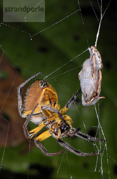 Orb Weaver Spider (Argiope Lobata) essen Forest Frosch (Hamptophryne Boliviana)
