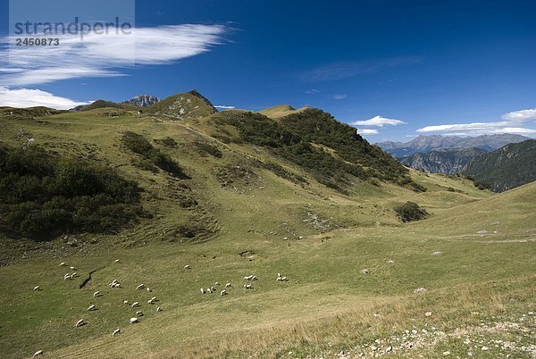 Italien  Lombardei  Orobie Regionalpark  Monte Vetro dal Passo Branchino  Schafen