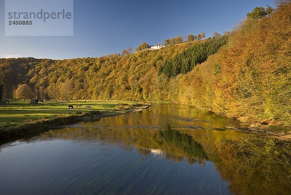 Belgien  Bouillon  Ardenne  der Semois River Reflexion Gesamtstruktur und Pferd auf Weide