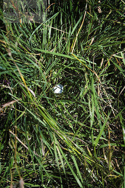 Golfball im Gras Schweden.