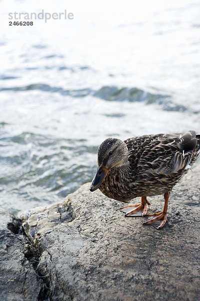 Eine Ente am Wasser Schweden.