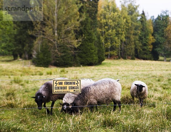 Schafe in einer Weide Schweden.