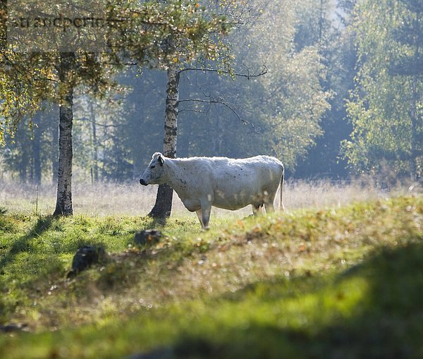Eine weiße Kuh Schweden.