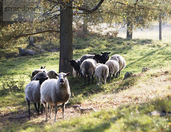 Schafe in einer Weide Schweden.