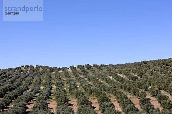 Olive Plantage Andalusien Spanien.