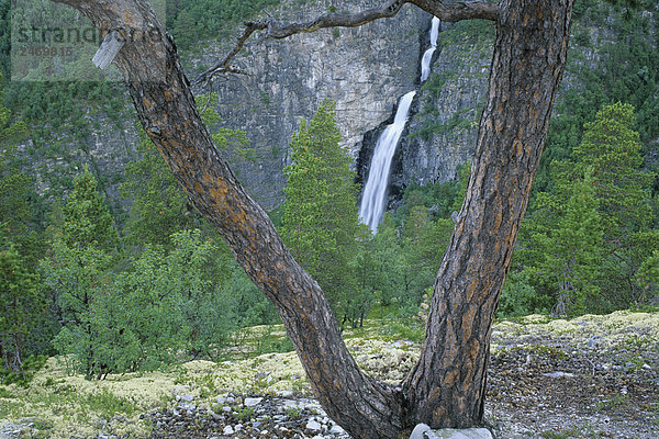 Wasserfall im Wald  Rondane Nationalpark  Vestfossen  Buskerud  Norwegen