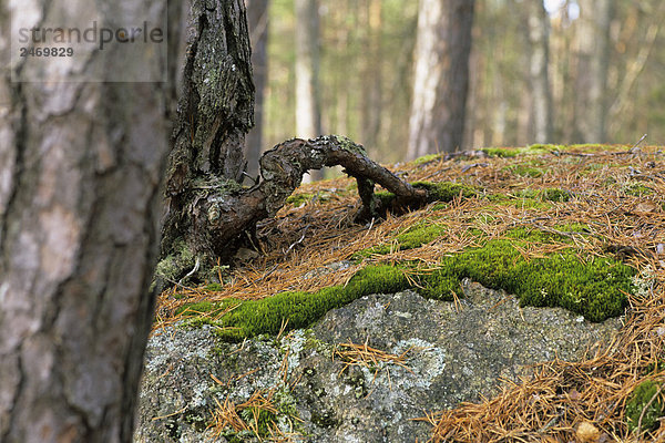 Bäume im Wald  Nationalpark Tiveden  Schweden