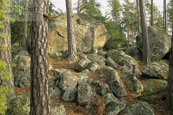 Bäume im Wald  Nationalpark Tiveden  Schweden