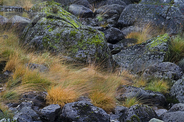 Gras wachsen auf Steine  Norwegen