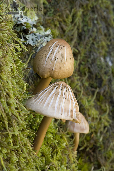 Nahaufnahme der Honig Pilz (Dunkler Hallimasch) wächst in Feld  Schweden