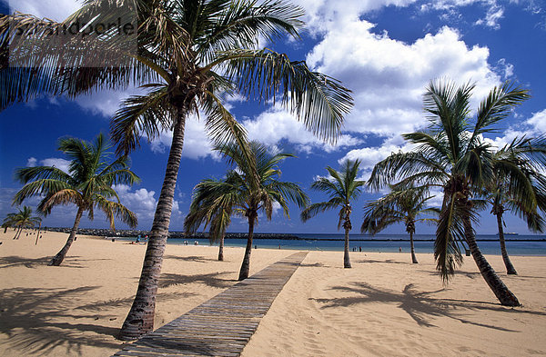 Palmen am Strand Playa de Las Teresitas  San Andres  Santa Cruz De Tenerife  Teneriffa  Kanaren  Spanien
