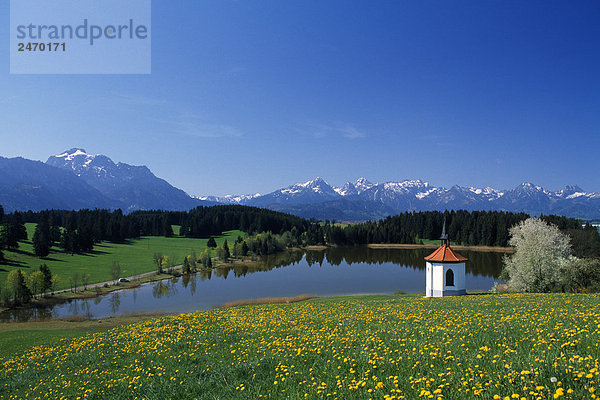 Löwenzahn Blüten mit Kapelle am Seeufer  Lake Hegratsrieder  Allgäu  Bayern  Deutschland