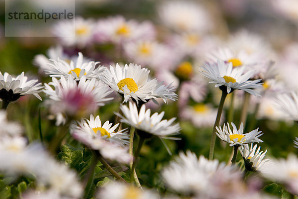 Daisy (Bellis Perennis) Blumen blühen im Feld