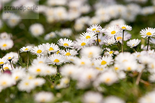 Daisy (Bellis Perennis) Blumen blühen im Feld