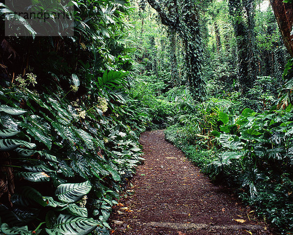 Lyon Arboretum  Honolulu  Hawaii  USA