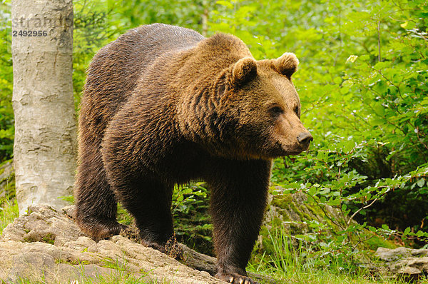 Grizzlybär (Ursus Arctos Horribilis) Nahrungssuche in Gesamtstruktur  Bayerischer Wald  Bayern  Deutschland